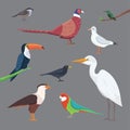 Popular birding species collection