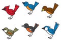 Popular Birds