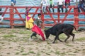 Popular bullfights (Toros de Pueblo)