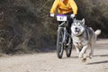 Popular canicross race