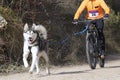 Popular canicross race