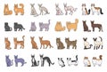 Popular cat breeds face and profile. Vector set contour sketch isolated illustration.