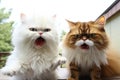 Popular cat memes brought to life, capturing the internet\'s most beloved feline humor. Generative AI