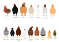 16 popular chicken breeds bundle Royalty Free Stock Photo