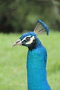 Dancing Peacock Birds at Kuala Lumpur Bird Park Royalty Free Stock Photo