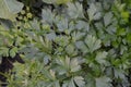 Parsley. Petroselinum crispum, biennial herb