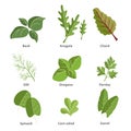 Popular culinary herbs set. Basil leaves, arugula, chard, dill, oregano, parsley, spinach, corn salad, sorrel. Vector simple desig Royalty Free Stock Photo