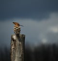 Hoopoe Royalty Free Stock Photo