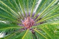 Popular decorative sago palm Cycas revoluta