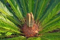 Popular decorative palm Cycas revoluta in the garden, new growth of leaves
