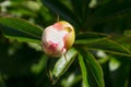 A popular decorative plant called Peony. Royalty Free Stock Photo