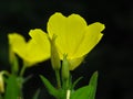 A popular decorative plant called Pupalka. Latin name Oenothera. Mountainous flower in Rila Mountain, Bulgaria.