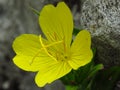 A popular decorative plant called Pupalka. Latin name Oenothera. Mountainous flower in Rila Mountain, Bulgaria.
