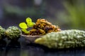 Popular dish for serving in lunch i.e. Bitter gourd with spices and vegetables on wooden surface in a glass plate with raw karela,