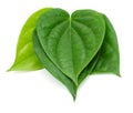 Edible betel leaf