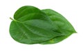 Popular edible betel leaves