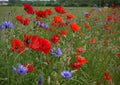 Field with poppies and cornflowers