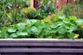 Raised garden bed with flowers and vegetable plants Royalty Free Stock Photo