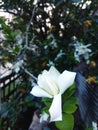 Popular and fragrance flower togor in assam