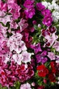 A popular fragrant biennial garden plant, Sweet William or Dianthus barbatus