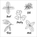 Popular fresh culinary herbs silhouettes. Basil, mint, sage, dill, parsley. Ink pen sketch style. Vector illustration.