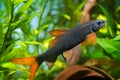 Popular freshwater cleaner species labeo shark, aged speciemen with black body and orange fins live in planted nature aqua Royalty Free Stock Photo