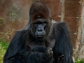 Gorilla male Richard in Prague ZOO