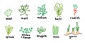 Popular green garden plants. Icon set. Salad and melissa, basil arugula. Hand drawn sketch. Vector cartoon colored