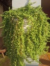 popular hanging houseplant known as pilea depressa