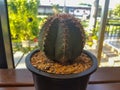 Popular indoor plants elements and succulents rosettes varieties including pin cushion cactus realistic collection