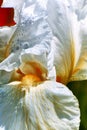 This popular Iris never disappoints with its big, white flowers putting on a charming exhibit twice a year, in Spring and Fall