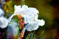 This popular Iris never disappoints with its big, white flowers putting on a charming exhibit twice a year, in Spring and Fall