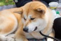 Popular japanese dog Akita Inu. Close Up Portrait