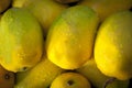 Popular mangoes also known as Kesar mangoes