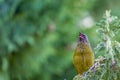 Popular New Zealand bird in nature forest. Royalty Free Stock Photo