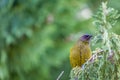 Popular New Zealand bird in nature forest. Royalty Free Stock Photo