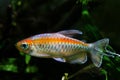 Popular ornamental Characin fish, Congo tetra, Phenacogrammus interruptus, endemic of African Congo river basin