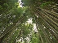 Oconaluftee Islands Park Bamboo Trail Royalty Free Stock Photo