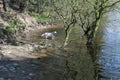 Dog taking a dip in Digley Reservoir near Holmfirth in West Yorkshire