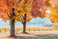 A popular track surrounded by orange autumn trees next to a vineyard.