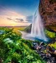 Populat tourist attraction - Seljalandsfoss, where tourists can walk behind the falling waters. Incredible summer scene of Iceland