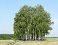 A Population of Birches
