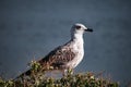 European Herring Gull