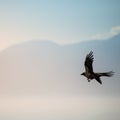 Hooded crow