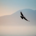 Hooded crow