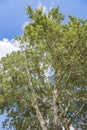 White poplar. Deciduous tree of the family Salicaceae Royalty Free Stock Photo