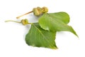 Populus or aspen, cottonwood leawes with Galls. Isolated on white background