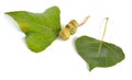 Populus or aspen, cottonwood leawes with Galls. Isolated on white background