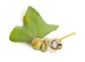 Populus or aspen, cottonwood leawes with Galls. Isolated on white background