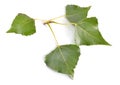 Populus or aspen, cottonwood leawes Isolated on white background